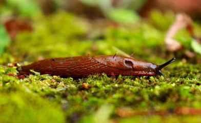 A slug's feelers are out while crawling through the yard