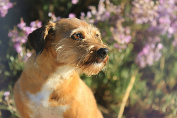 Terrier Mischling vor rosa Blumen