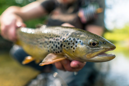 Brown trout (Salmo Trutta Fario)
