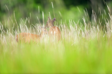 Mother Sambar deer grooming a little fawn in flower field.