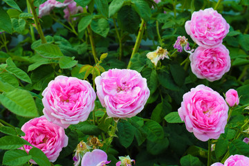 Pink garden roses, pink tea roses on a green background. Floral background, copyspace