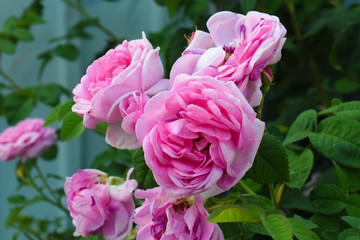 Pink garden roses, pink tea roses on a green background. Floral background, copyspace