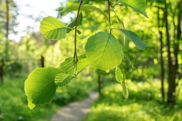 Closeup tree green leaf on blurred greenery background with path in the garden or park with copy space and natural green plants landscape, ecology, fresh wallpaper concept.