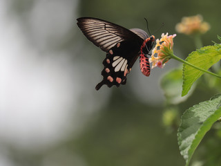 butterfly on weeping lantana flower.	