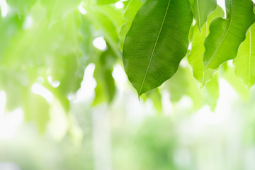 Close up of nature view green leaf on blurred greenery background under sunlight with bokeh and copy space using as background natural plants landscape, ecology wallpaper concept.