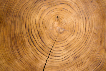 Large circular piece of wood cross section with tree ring texture pattern and cracks