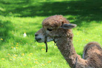 Fototapeta premium Природа