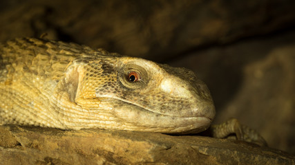 Brown iguana