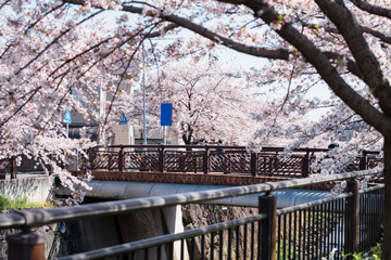 cherry blossom along Yamazaki River, Nagoya