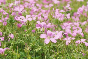 Naklejka premium pink flowers in spring