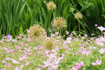 flowers in the meadow in spring season