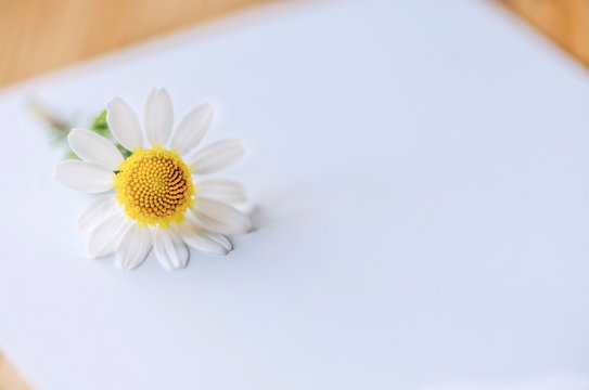 Daisy on a white background and space for text or logo picture