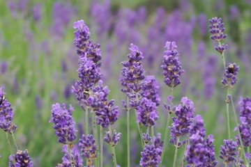 lavender flowers in region