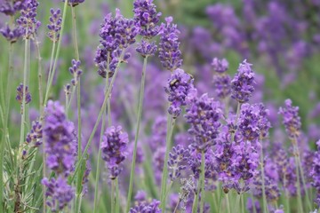 Obraz premium lavender field in region