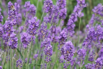 Fototapeta premium lavender field in region