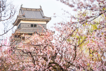 Matsumoto castle with cherry blossom