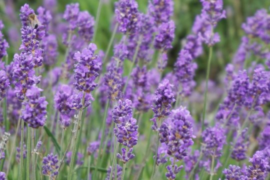 lavender field in region © Emotion Ville