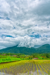 Rice terraces in mountains. Cloudy sky at the background. Bali, Indonesia. Vertical orientation