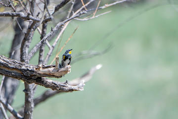 Yellow-rumped Warbler (Setophaga coronata) Hunting for Insects During Spring Migration
