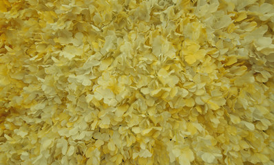 Pattern of yellow Tropical flowers, Yellow flower petals, Flowers in a bouquet  for pattern background.