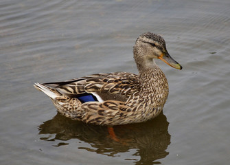 Duck living in the city pond