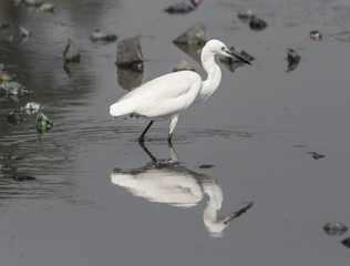 Agra, India - a Unesco World Heritage site due to famous monuments like the Taj Mahal, the city of Agra displays also a colorful variety of wild and domestic animals