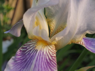 Blossoming buds of iris flowers. Floriculture.