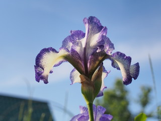 Blossoming buds of iris flowers. Floriculture.
