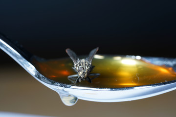 Fly nibbles from spoon with honey while sticking 