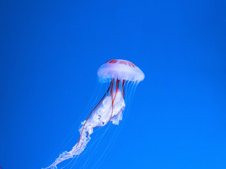 milk sea nettle underwater on blue background