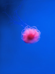 lion's mane jellyfish underwater on blue background © k8most