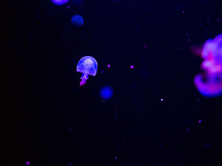 Naklejka na ściany i meble flame jellyfish underwater on blue background