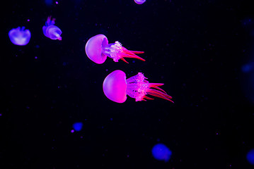Obraz na płótnie Canvas flame jellyfish underwater on blue background