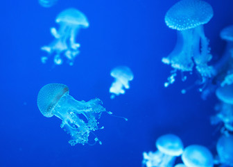 australian spotted jellyfish underwater on blue background