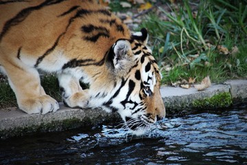 Fototapeta na wymiar Tiger an der Wasserstelle