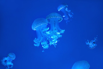 australian spotted jellyfish underwater on blue background