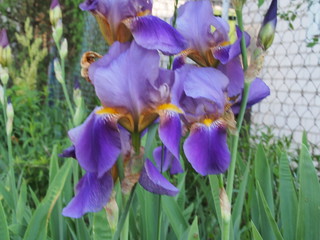 Blossoming buds of iris flowers. Floriculture.