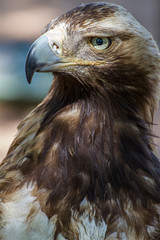 Golden eagle looking around. A majestic golden eagle takes in its surroundings from its spot amongst vegetation