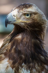 Obraz premium Golden eagle looking around. A majestic golden eagle takes in its surroundings from its spot amongst vegetation