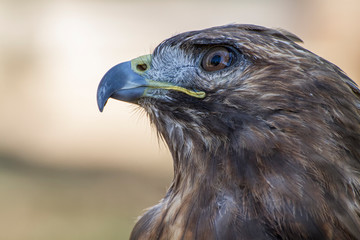 Golden eagle looking around. A majestic golden eagle takes in its surroundings from its spot amongst vegetation