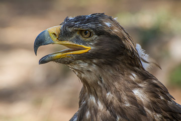 Bird Of Prey Yellow Beak 7