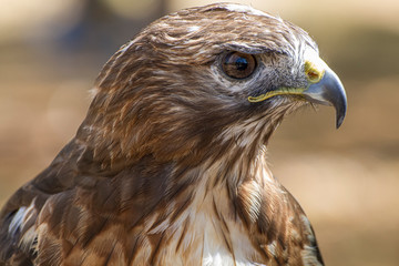 raptor eagle, diurnal bird of prey with beautiful plumage and yellow beak