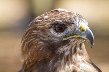 eagle, diurnal bird of prey with beautiful plumage and yellow beak