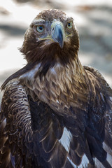 eagle, diurnal bird of prey with beautiful plumage and yellow beak
