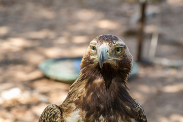 eagle, diurnal bird of prey with beautiful plumage and yellow beak