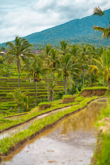 Obraz premium Rice fields and palms on the background. Bali, Indonesia