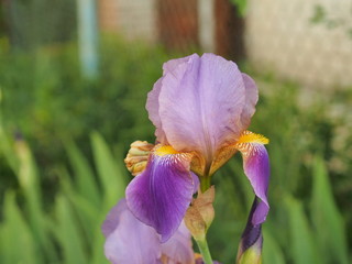 Blossoming buds of iris flowers. Floriculture.