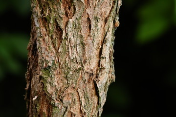 tree bark close up