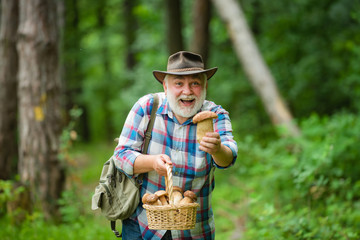 Picking mushrooms. Happy Grandfather with mushrooms in busket hunting mushroom. Mushrooming in...