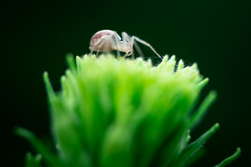 Macro photography, spider on top of plant, white tranparant, Araneae, Schorsmarpissa, Arachnida